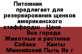 Питомник KURAT GRAD предлагает для резервирования щенков американского стаффордш › Цена ­ 25 000 - Все города Животные и растения » Собаки   . Ханты-Мансийский,Пыть-Ях г.